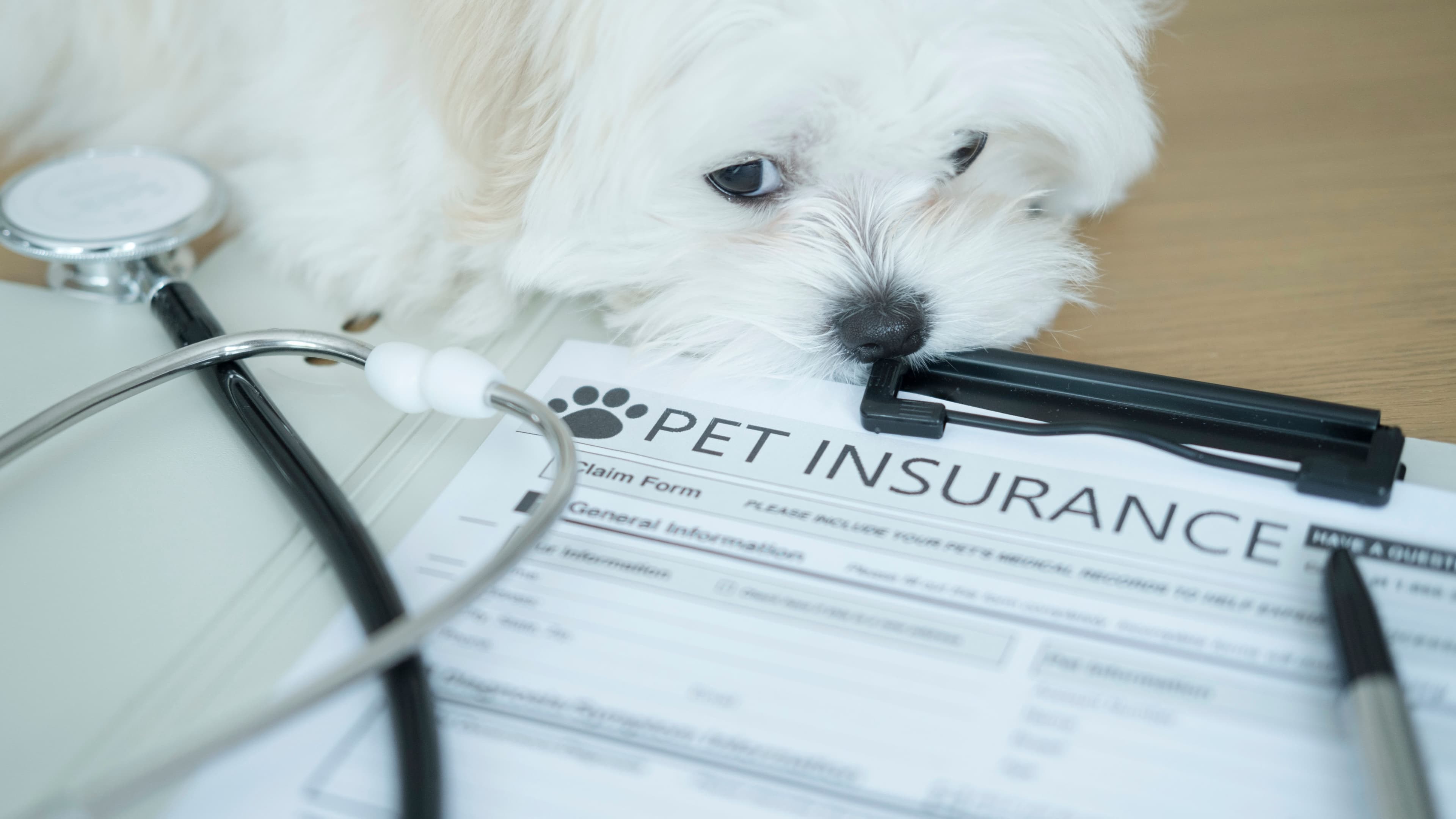 Discover Cost-Effective Pet Insurance: Affordable Options for 2026