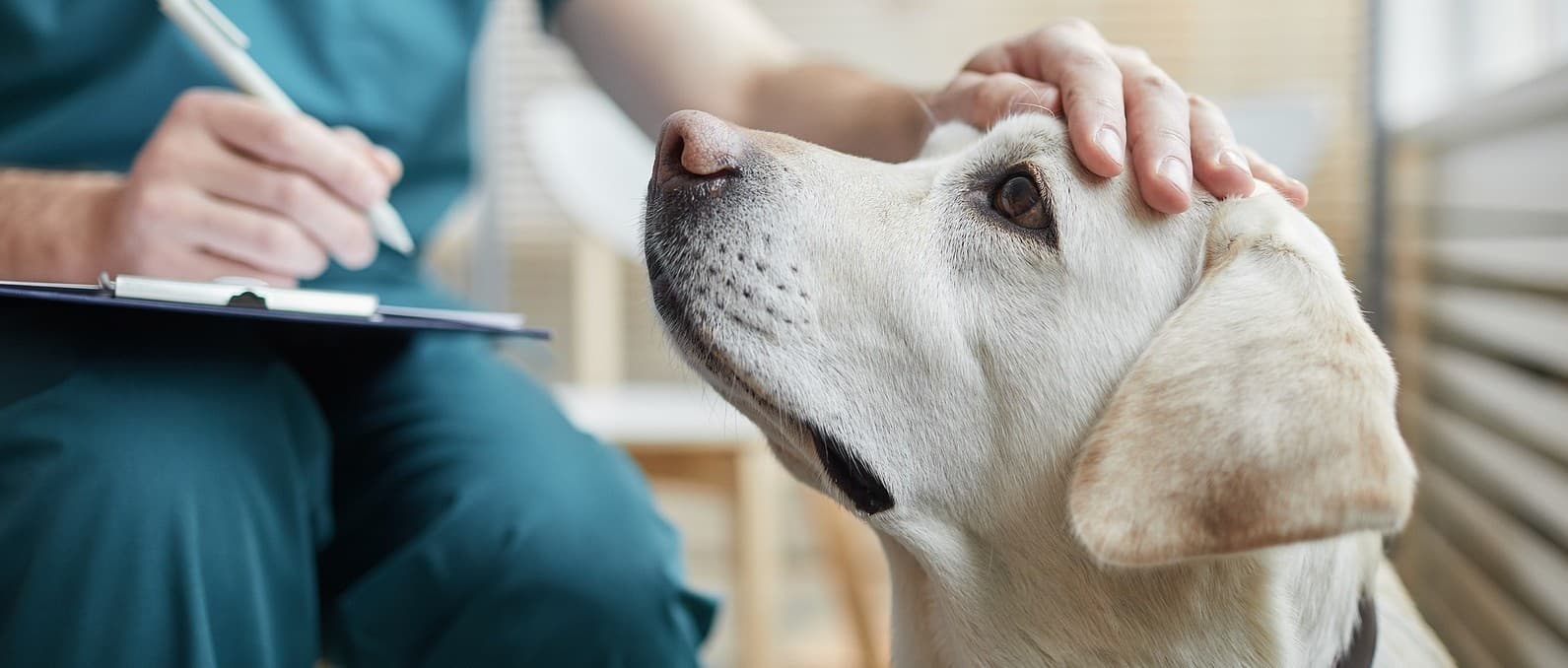 Top Pet Insurance Plans Americans Are Comparing in 2026
